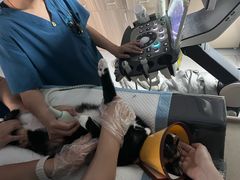 -嘉馨宠物医院·CT影像转诊·心脏科·犬猫全科诊疗中心(下沙大学城院区)