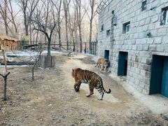 -北京野生动物园