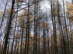 -莫尔道嘎国家森林公园