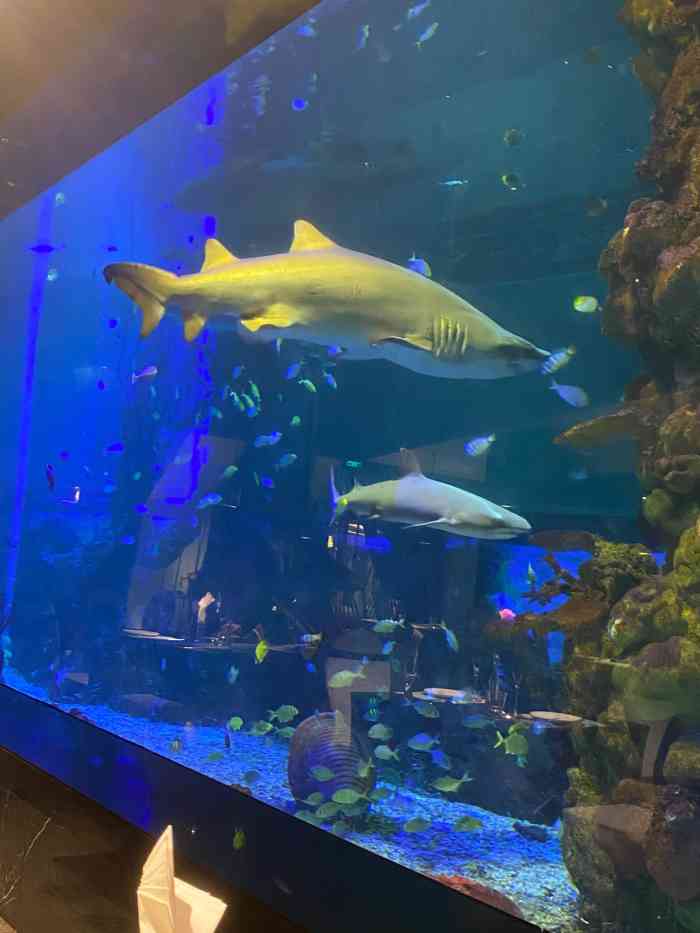 鲨鱼餐厅重庆天地店
