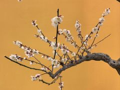 -无锡梅园公园