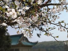 -武汉大学-樱园