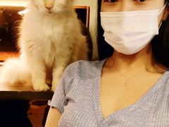 -more than meow吴止猫主题餐厅(承德 中船汇店)