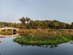 -金银湖国家城市湿地公园