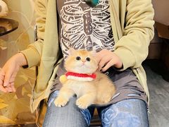 -欣宠猫屋·矮脚拿破仑·蓝金金渐层