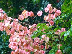 -莲花山公园
