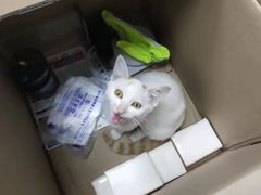 -瑞鹏宠物医院·猫科·宠保定点(梅溪湖分院)