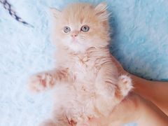 -麒麟缅因猫舍·十五年缅因猫选购中心