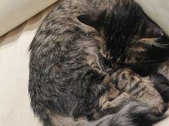 -藏猫猫咖啡主题馆(中央大道店)