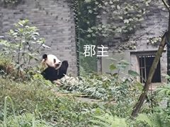 -都江堰中华大熊猫苑