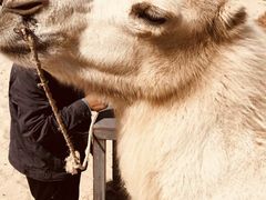 -库伦旗银沙湾旅游景区