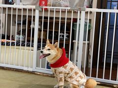 -逗柴咖啡屋·狗咖猫咖宠物桌游