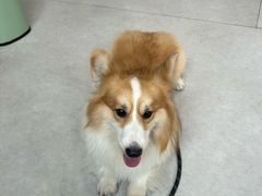 -谐和益家动物医院·免疫绝育·血液透析·宠保定点医院(高新伊藤分院)