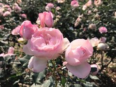 -人民公园(罗湖区)