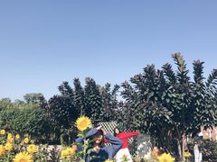 -亚龙湾国际玫瑰谷