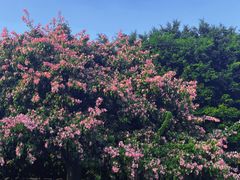 -文华公园(禅城区)