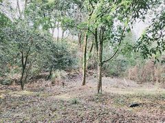 -潜山国家森林公园