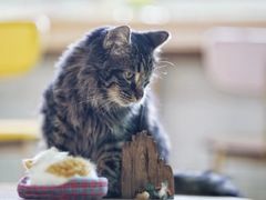 -猫在这儿猫咪咖啡馆·撸猫馆