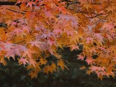 -肯德基(杭州浦沿店)