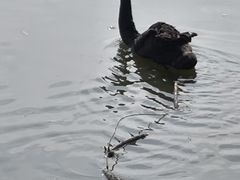 -天津东丽湖风景区