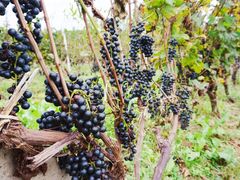 -安德鲁户外烧烤帐篷营地(马泉营店)