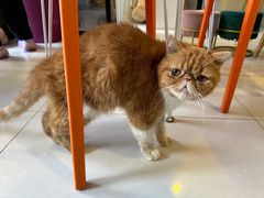 -平行世界·猫咖(首经贸店)