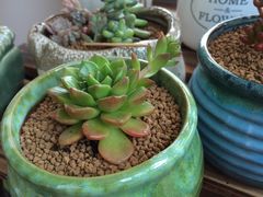 -双季花艺园艺市场(浦东店)