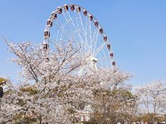 -顾村公园