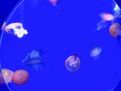 -海合安青岛极地海洋公园