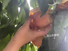-老袁家蜜桃农场·阳山水蜜桃