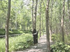 -合肥滨湖国家森林公园