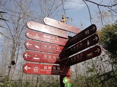 -合肥滨湖国家森林公园