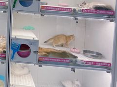 -lincat·猫舍(广州店)