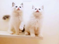 -十年猫舍·猫咪专门店(普陀店)