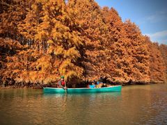 -上海海湾国家森林公园