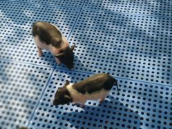 -萌宠亲子动物乐园(槐房万达店)