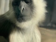 -上海野生动物园