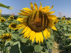 -光明小镇欢乐田园