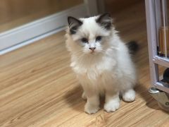 -松果猫咖(桐乡吾悦金街店)