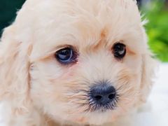 -翊宠yipet猫狗购宠庄园犬舍•猫舍