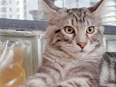 -十年猫舍·猫咪专门店(普陀店)