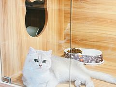 -猫十亿·布偶金渐层·曼基康矮脚猫舍(青年路店)