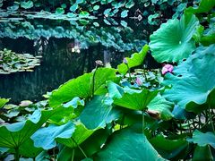 -陈家山荷花公园