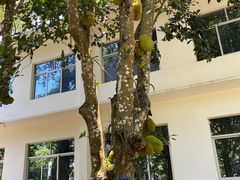 -中国科学院西双版纳热带植物园