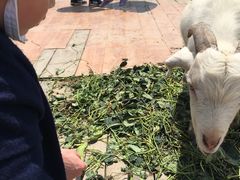-小鱼草莓采摘园农家乐·小鱼餐厅