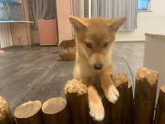 -浣熊柯尔鸭土拨鼠·电玩咖