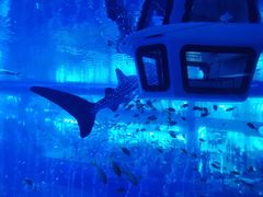 -成都浩海立方海洋公园