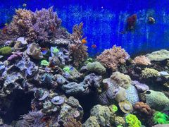 -珠海长隆海洋王国