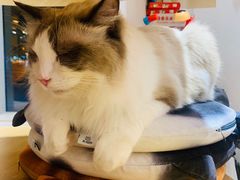 -飞行喵MR PILOT|猫舍·猫咖(静安大融城店)