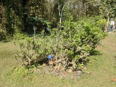 -中国科学院西双版纳热带植物园